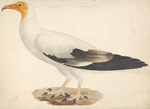  द्वारा जेम्स ब्रूस