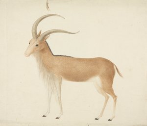  द्वारा जेम्स ब्रूस