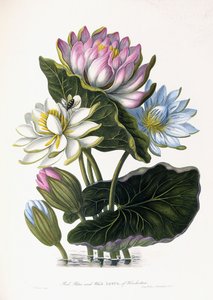 रेड, ब्लू, और व्हाइट लोटस, हिंदोस्तान की, 1781 द्वारा जेम्स फोर्ब्स