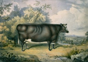 हेनरी स्ट्रैफोर्ड (fl.1833-73), 1837 के बाद कॉटेसमोर प्राइज हेइफ़र