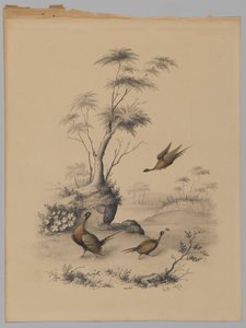 तीन तीतर, 1873 (कागज पर ग्रेफाइट और wc) द्वारा जेम्स राइडर वैन ब्रंट