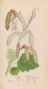 अंग्रेजी वनस्पति विज्ञान, 1790-1800। द्वारा जेम्स सोवरबी
