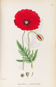 अंग्रेजी वनस्पति विज्ञान, 1790-1800। द्वारा जेम्स सोवरबी