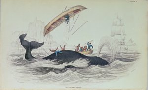 ग्रीनलैंड व्हेल, पुस्तक चित्रण विलियम होम लिज़र्स द्वारा उत्कीर्ण (1788-1859) द्वारा जेम्स स्टीवर्ट