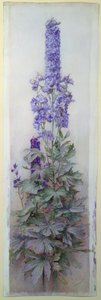 delphiniums