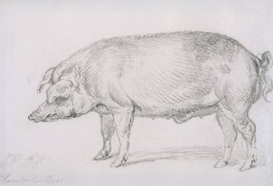 हियरफोर्ड बोअर, c.1803-04 (कागज पर पेंसिल) द्वारा जेम्स वार्ड
