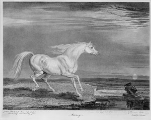 नेपोलियन I का पसंदीदा चार्जर &39;Marengo&39;, c.1815 द्वारा जेम्स वार्ड