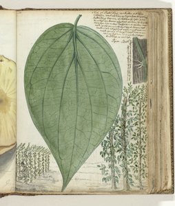 सिरिह संस्कृति द्वारा जन ब्रांड