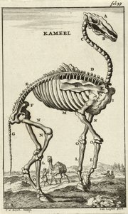 एक ऊंट का कंकाल, सी। 1680s