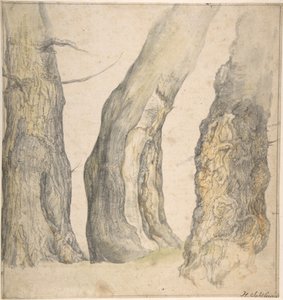 तीन पुराने गांठ वाले पेड़ों का अध्ययन, 1660।