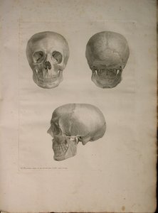 एल्बम Pl 2। 1, मानव हड्डियों, बर्नहार्ड सिग्फ़्राइड एल्बिनस (1697-1770), 1729 से की "तालिका से, J.undH द्वारा प्रकाशित किया। वेरबीक, bibliop। 1753, लीडेन द्वारा जन वंडेलर