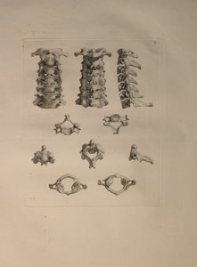 एल्बम Pl 2। 10: ग्रीवा बांस, मानव हड्डियों का एक "तालिका, बर्नहार्ड सिग्फ़्राइड एल्बिनस (1697-1770) द्वारा से, J.undH द्वारा प्रकाशित किया। वेरबीक, bibliop। 1753, लीडेन, 1729-1753 द्वारा जन वंडेलर