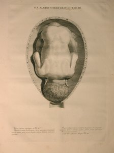 Albinus, पीआई। 3, मानव हड्डियों का एक "तालिका, बर्नहार्ड सिग्फ़्राइड एल्बिनस (1697-1770) द्वारा से, J.undH द्वारा प्रकाशित किया। वेरबीक, bibliop।, लीडेन, 1748 द्वारा जन वंडेलर