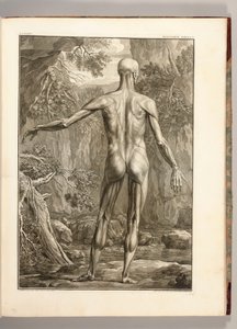 पीठ के स्नायु समूहों को दर्शाते हुए उत्कीर्णन, 1747