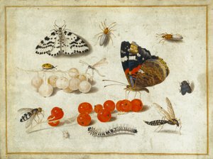 बटरफ्लाई, कैटरपिलर, मोथ, कीड़े और करंट, c.1650-65 (वेल्लम पर गौचे और स्याही) द्वारा जन वैन केसेल द एल्डर