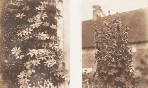 क्लेमाटिस सेरुलिया, हॉलीहोक्स, 1853-56।