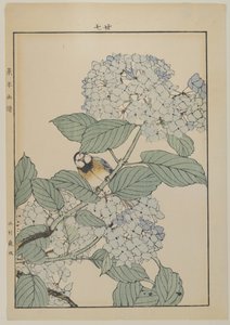 बर्ड विद हाइड्रेंजिया, मीजी पीरियड, c.1868-1912 (कलर वुडब्लॉक प्रिंट) द्वारा जापानी स्कूल