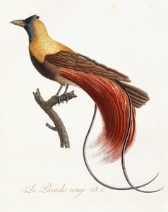 ले पारादीस रूज, 1802 द्वारा जीन बैप्टिस्ट औडेबर्ट