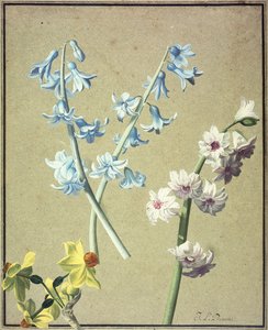 एक नीला और एक लैवेंडर जलकुंभी, और एक पीला Narcissus, c.1805
