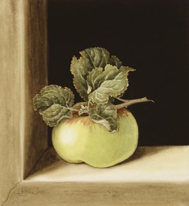 Apple (wc कागज पर)
