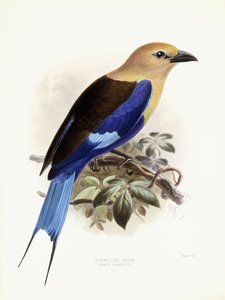 ब्लूबेलिड रोलर, 1893