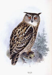 चील उल्लू