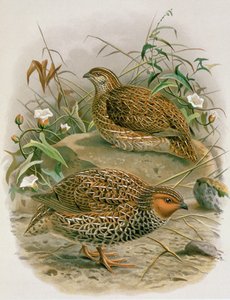 डब्लूएल बुलर, 1887-88 (क्रोमिथिथ) द्वारा &39;न्यूजीलैंड का पक्षी का इतिहास&39;