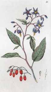 बिटरस्वीट सोलनम डलकैमरा, 1804-1811 द्वारा जोहान विल्हेम पामस्ट्रुच