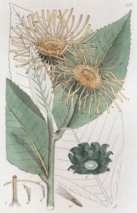 एलेकम्पेन इनुला हेलेनियम, 1804-1811 द्वारा जोहान विल्हेम पामस्ट्रुच