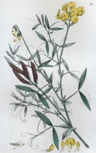 मीडो वेचलिंग लैथिरस प्रैटेंसिस, 1804-1811 द्वारा जोहान विल्हेम पामस्ट्रुच