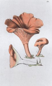 मेरुलिअस कैंथरेलस, 1804-1811 द्वारा जोहान विल्हेम पामस्ट्रुच