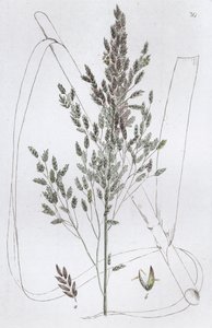 रीड स्वीट ग्रास पोआ एक्वाटिका, 1804-1811 द्वारा जोहान विल्हेम पामस्ट्रुच
