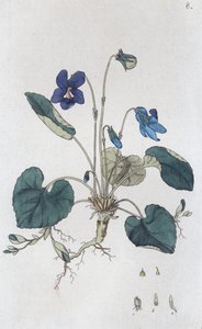 मीठा वायलेट वायोला गंध, 1804-1811 द्वारा जोहान विल्हेम पामस्ट्रुच