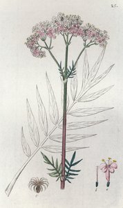 वेलेरियन वेलेरियाना ऑफिसिनैलिस, 1804-1811 द्वारा जोहान विल्हेम पामस्ट्रुच