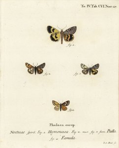 Catocala hymenaea 1, Amerila puella 2,3, और Isturgia famula moths 4. यूजीनियस जोहान क्रिस्टोफ एरिज़ोना की द बटरफ्लाइज़ इन पिक्चर्स फ्रॉम नेचर, एर्लांगेन के बाद जोहान कार्ल बॉक द्वारा उत्कीर्ण हाथ के रंग का ताम्रपत्र द्वारा जोहान कार्ल बॉक