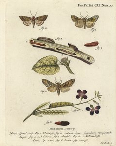 फ्रॉस्टेड ऑरेंज मोथ, गोर्टीना फ्लेवागो 1,2, और एंगल शेड्स, फ्लोगोफोरा मेटिकुलोसा 3-7। यूजीनियस जोहान क्रिस्टोफ एरिज़ोना की द बटरफ्लाइज़ इन पिक्चर्स फ्रॉम नेचर, एर्लांगेन के बाद जोहान कार्ल बॉक द्वारा हाथ से रंगी ताम्रपत्र उत्कीर्णन द्वारा जोहान कार्ल बॉक