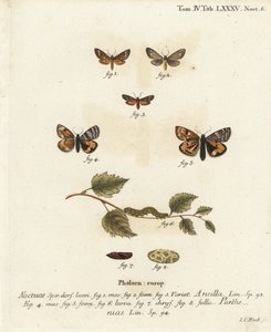 हैंडमीड मोथ, डायसॉक्स एंसिला 1-3, और ऑरेंज अंडरविंग, आर्चियारिस पार्थेनियास 4-8। यूजीनियस जोहान क्रिस्टोफ एरिज़ोना की द बटरफ्लाइज़ इन पिक्चर्स फ़्रॉम नेचर, एर्लांगेन के बाद जोहान कार्ल बॉक द्वारा हाथ से रंगी ताम्रपत्र उत्कीर्णन द्वारा जोहान कार्ल बॉक