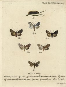 दुर्लभ खंजर, Acronicta auricoma 1-3, गूलर कीट, Acronicta aceris, जायफल कीट 4,5, Hadula trifolii 6 और विविध कोरोनेट, Hadena compta 7. यूजीनियस जोहान क्रिस्टोफ़ एस्पर की डाई श्मेटरलिंग के बाद जोहान कार्ल बॉक द्वारा उत्कीर्ण हाथ के रंग का ताम्रपत्र द्वारा जोहान कार्ल बॉक