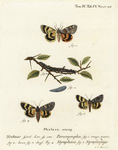 स्वीटफर्न अंडरविंग, कैटोकला एंटिनिम्फा 1-3, कैटोकाला निम्फिया 4, और ओक येलो अंडरविंग, कैटोकला निम्फागोगा 5. यूजीनियस जोहान क्रिस्टोफ एरिज़ोना के डाई श्मेटरलिंग के बाद अब्बिल्डुंगेन नच डेर एन में जोहान कार्ल बॉक द्वारा उत्कीर्ण हाथ के रंग का कॉपरप्लेट द्वारा जोहान कार्ल बॉक
