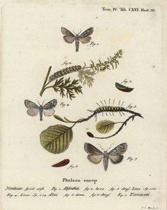 वर्मवुड मोथ, कुकुलिया एब्सिन्थी 1-3, एल्डर मॉथ, एक्रोनिक्टा अलनी 4-6, और कुकुलिया तनासेटी 7. यूजीनियस जोहान क्रिस्टोफ एस्पर की डाई श्मेटरलिंग के बाद जोहान कार्ल बॉक द्वारा अब्बिल्डुंगेन नच डेर नेचुर, एर्लांगेन में हाथ से रंगी ताम्रपत्र उत्कीर्णन द्वारा जोहान कार्ल बॉक