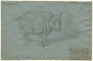 गैंडा "मिस क्लारा"