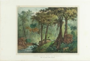 वर्जिन फ़ॉरेस्ट मैनकेरीटिपा के पास। ब्राजील में चित्रमय यात्रा से, 1835।