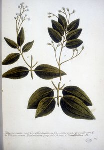 सिनामोमम ज़ेलानिकम (सीलोन सिनामोमम) - हर्बेरियम का उत्कीर्णन 1737 में जेडब्ल्यू वेनमैन द्वारा किया गया था।
