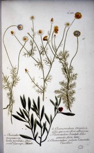 चामेमेलम (कैमोमाइल) की कई प्रजातियां - 1737 में JWWeinmann द्वारा "" हर्बेरियम में।