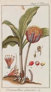 सुंदर और दुर्लभ पौधों का चयन, 1795-1798। द्वारा जोहान्स ज़ोरो