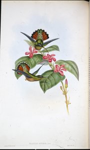 एलाइड हर्मिट (ग्लॉसिस एफिनिस) (हाथ के रंग का लिथो) द्वारा जॉन (बाद में) गोल्ड