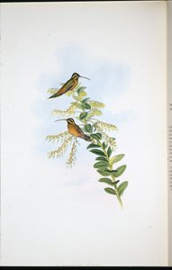 अमौरा हर्मिट (फेथोर्निस अमौरा) (हाथ के रंग का लिथो) द्वारा जॉन (बाद में) गोल्ड