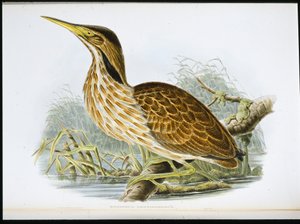 अमेरिकन बिटर्न (बोटॉरस लेंटिगिनोसस) (हाथ के रंग का लिथो) द्वारा जॉन (बाद में) गोल्ड