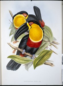 एरियल टूकेन (रैम्फस्तोस एरियल) (हाथ के रंग का लिथो) द्वारा जॉन (बाद में) गोल्ड