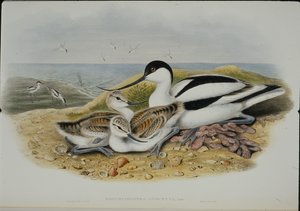 Avocet (Recurvirostra Avocetta) (हाथ के रंग का लिथो) द्वारा जॉन (बाद में) गोल्ड